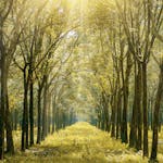 Serene forest path bathed in golden sunlight showcasing vibrant autumn foliage.